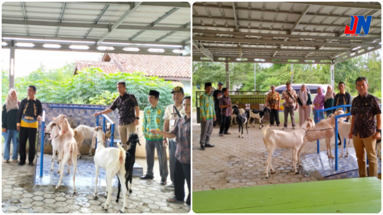 Pekon Tanjung rusia Memberikan Bantuan Kambing Kepada Peternak