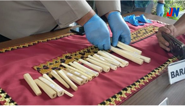 Polda Lampung Tangkap Pelaku Perdagangan Ilegal Gading Gajah